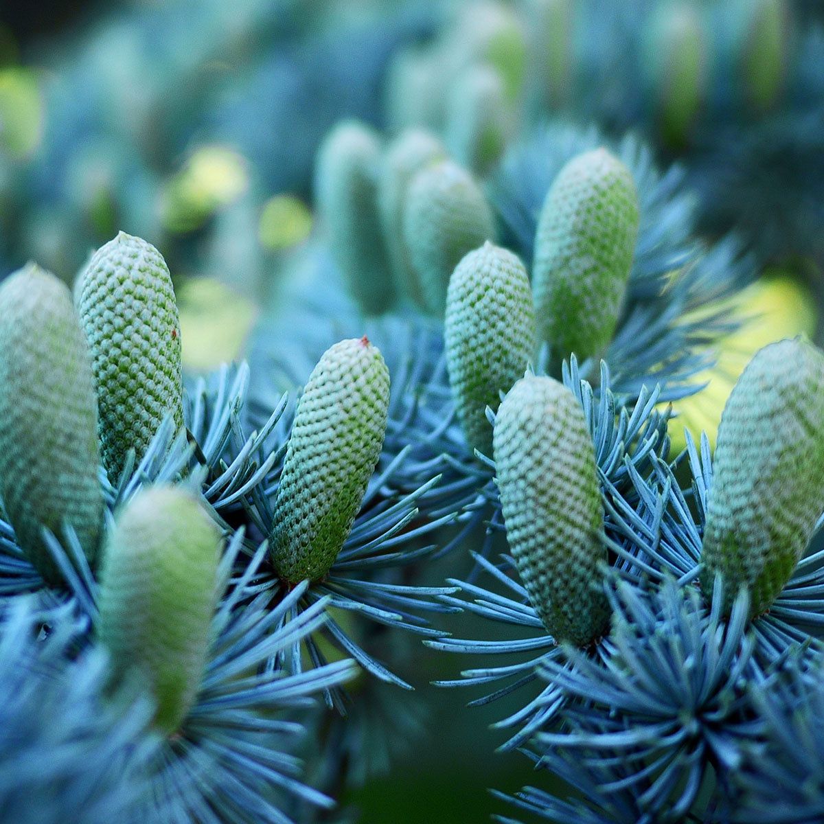 thumbnail image 2 of Cedrus Atlantica 'Blue Cascade' Atlas Cedar | Garden Center Marketing 2 of 11