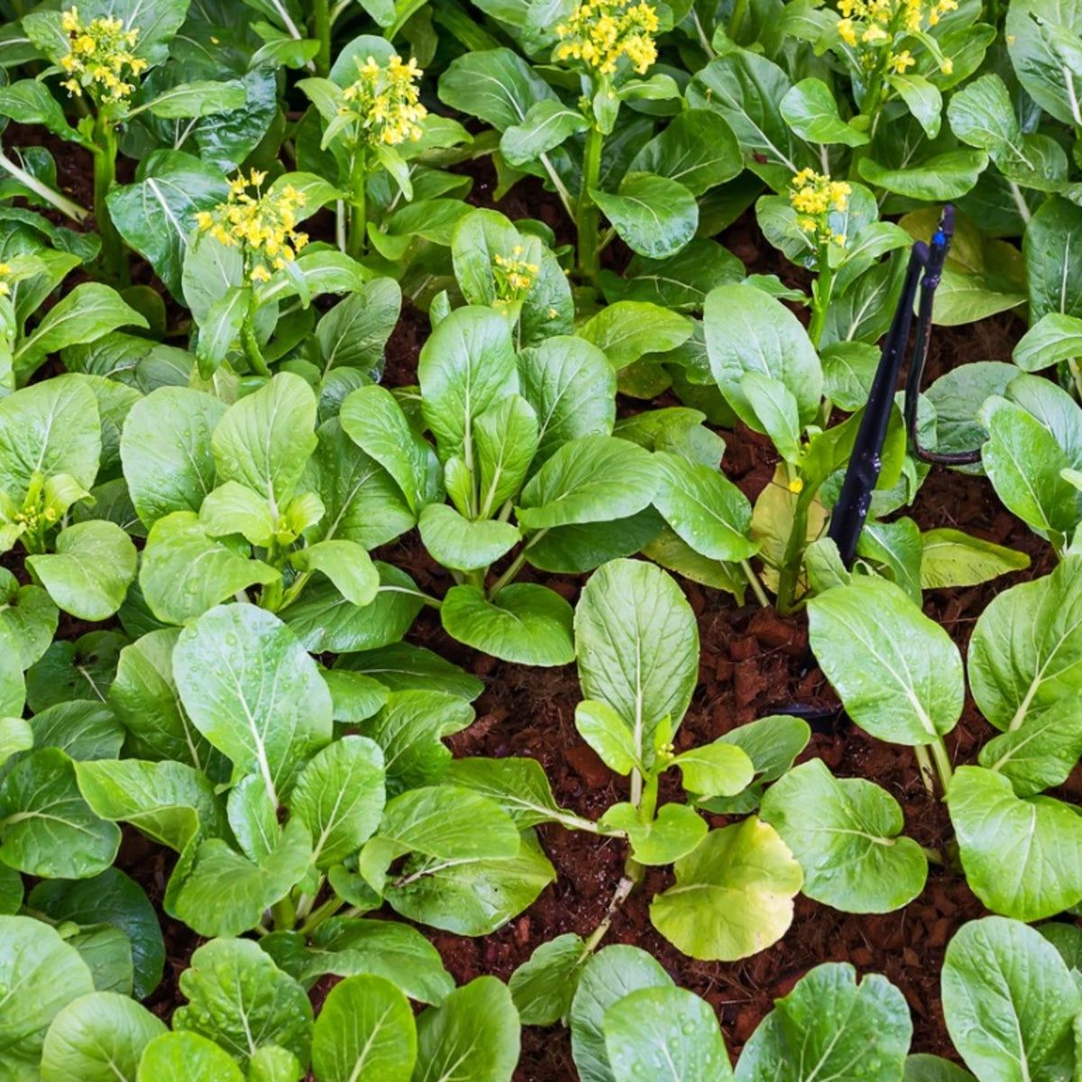 field guide plants South Carolina Nature Field Guides - ADI01859