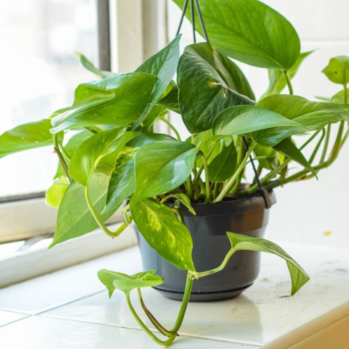 Pothos And Pets: Is Pothos Toxic To Dogs And Cats | Gardening Know How