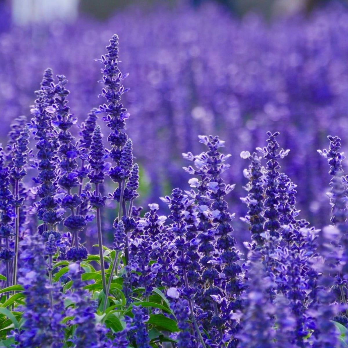 Learn About Xylella And Lavender - How To Spot Lavender Xylella