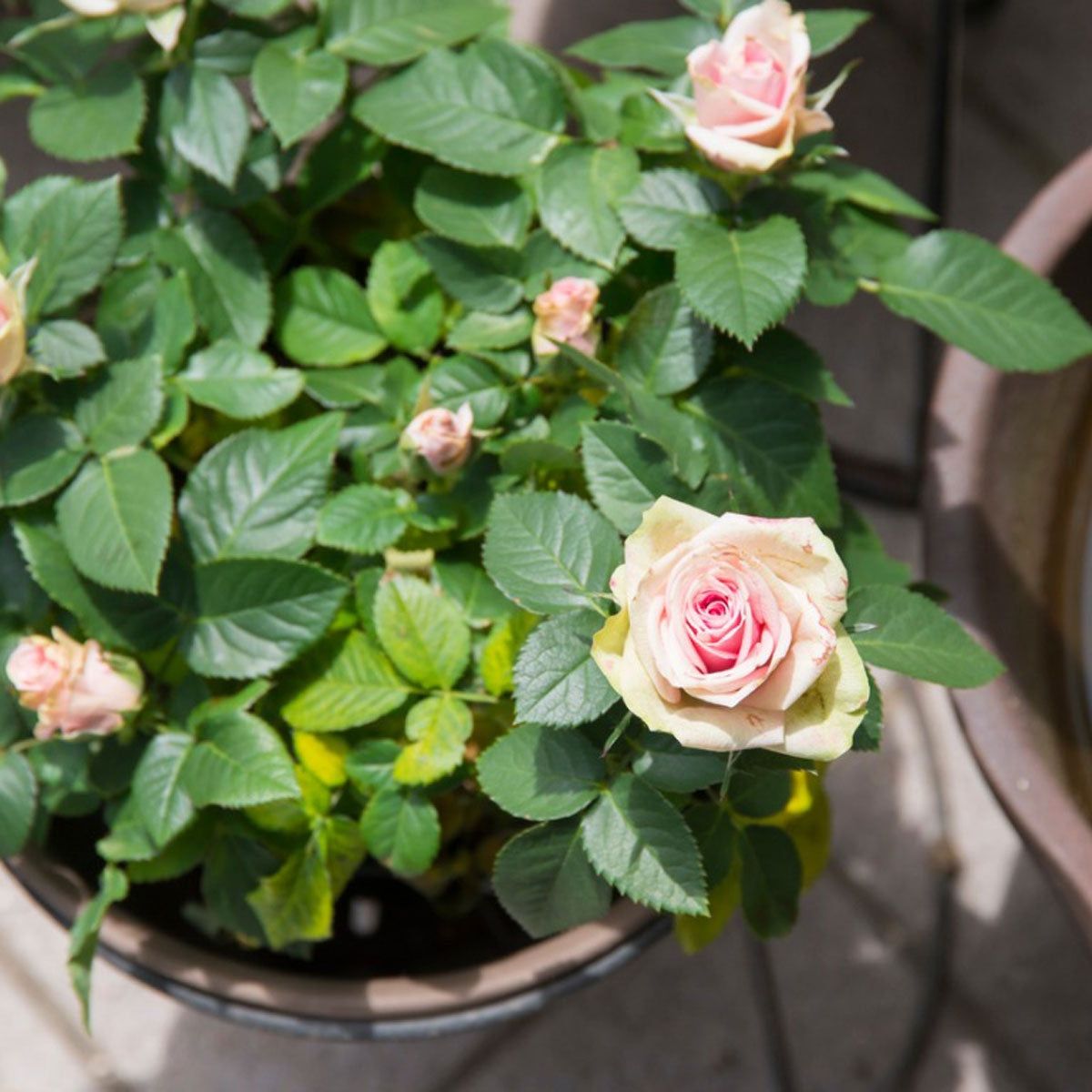 Growing Roses In Containers: How To Care For Roses Planted In Containers |  Gardening Know How