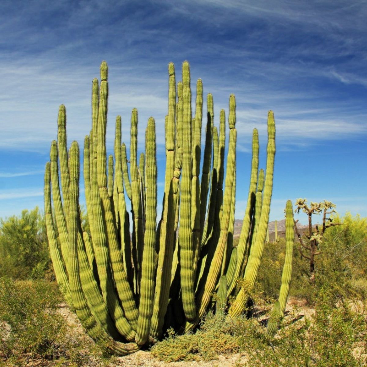 bilder von efeu Efeu | Hedera helix 'Shamrock' main image 0
