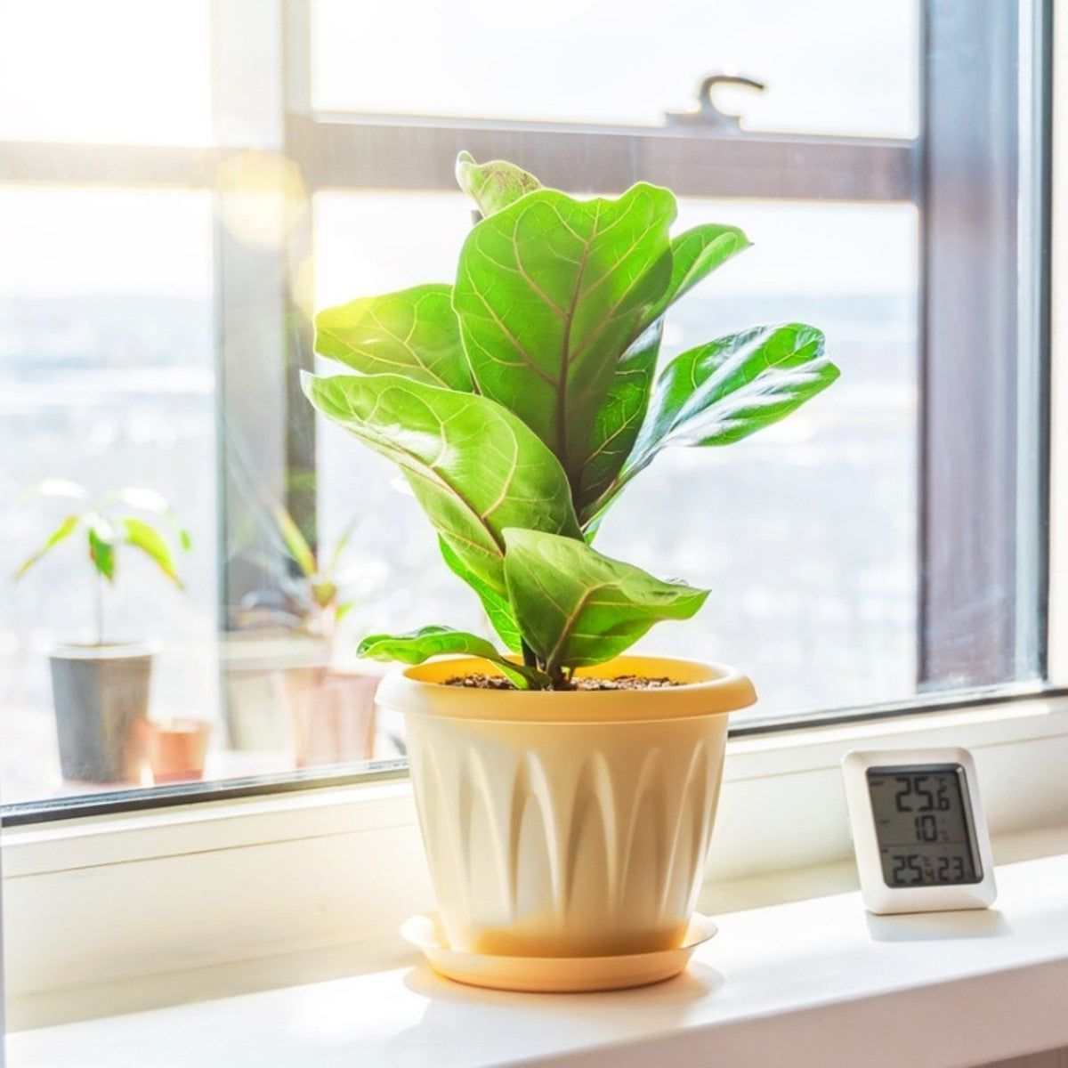 Humidity Absorbing Houseplants - What Are Plants That Absorb Humidity |  Gardening Know How
