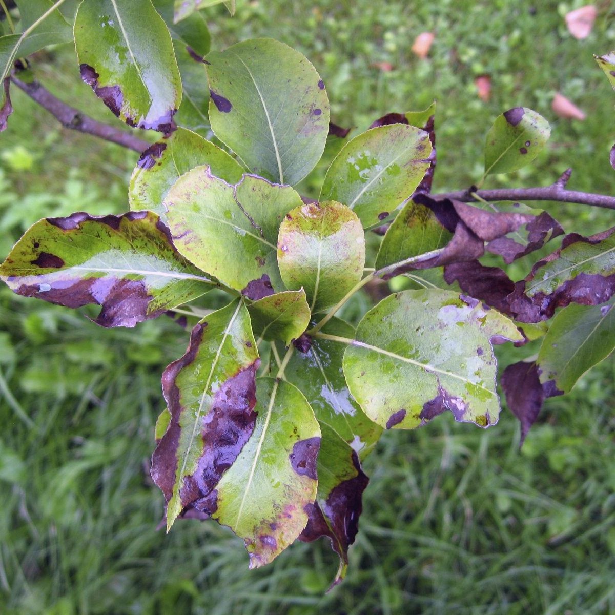 Common Problems With Pears: Treating Pear Tree Insect Problems And Disease | Gardening Know How