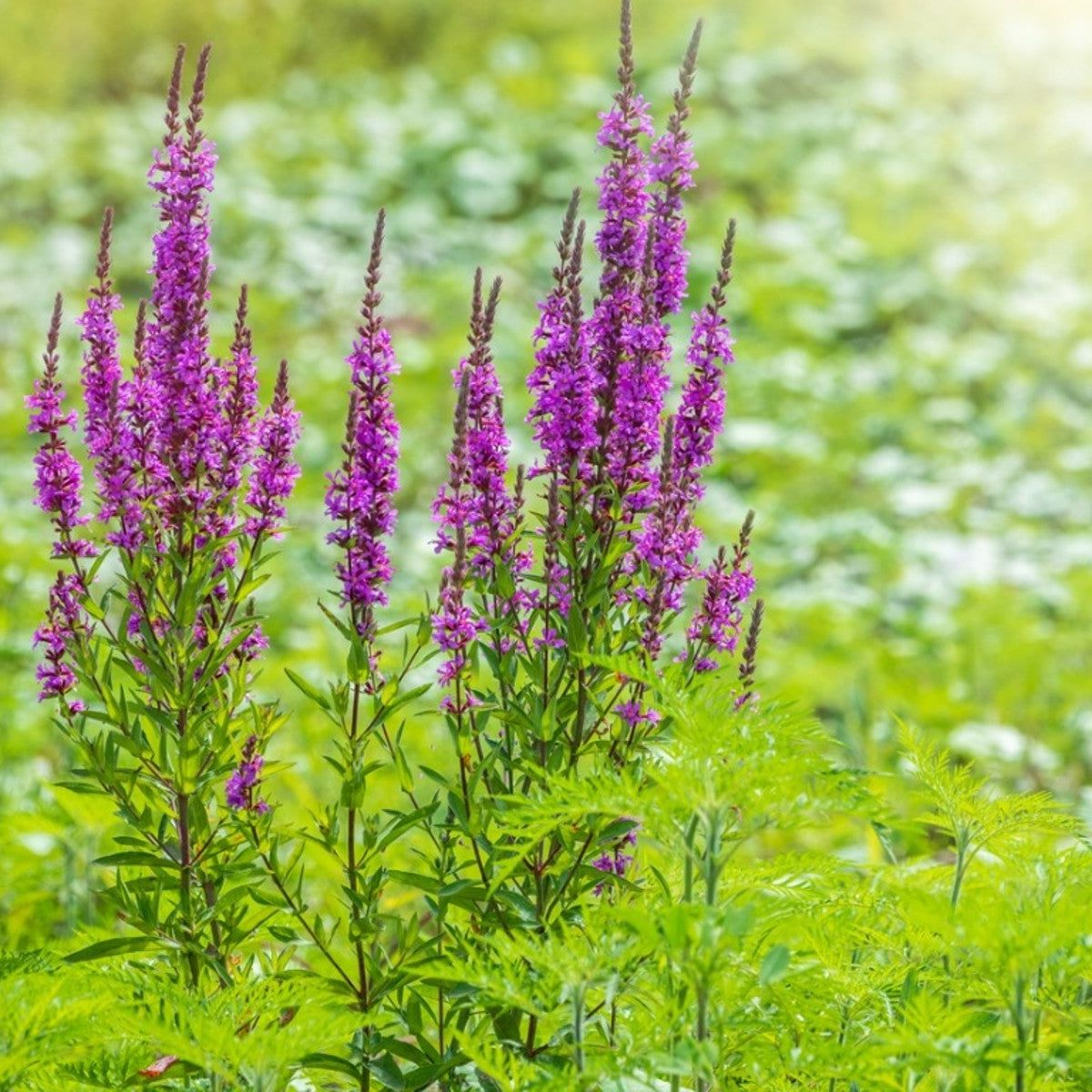 Purple Loosestrife Plant: Information On Garden Loosestrife Plant Care And  Control | Gardening Know How