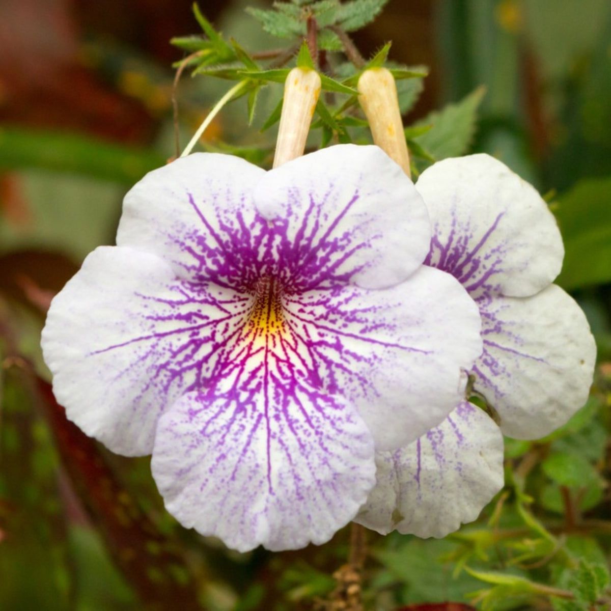 Achimenes Flower Culture - Tips For Growing An Achimenes Flower Plant |  Gardening Know How