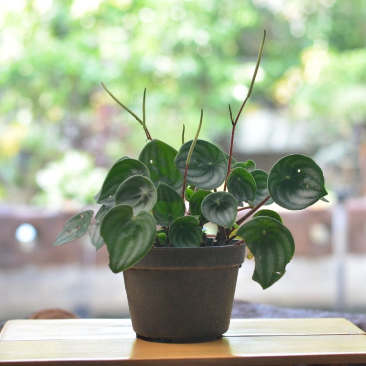 Peperomia Care - Learn How To Grow Peperomia Plants Indoors | Gardening  Know How