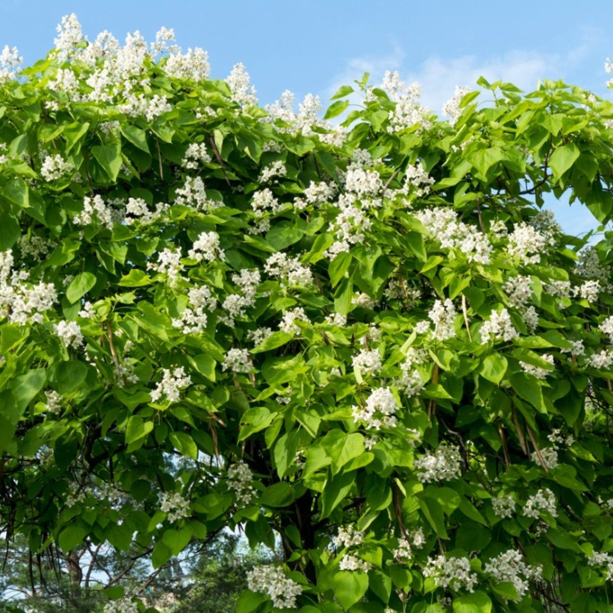 How To Care For A Catalpa Tree