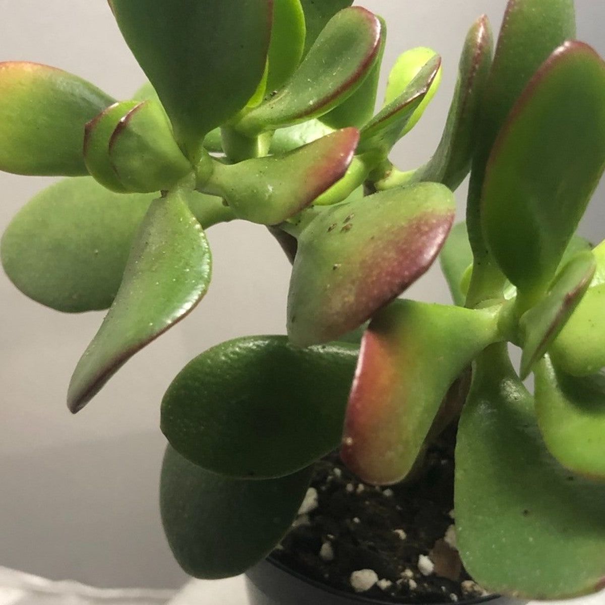 Jade Is Getting Red: Why A Jade Plant Has Red Tips | Gardening Know How