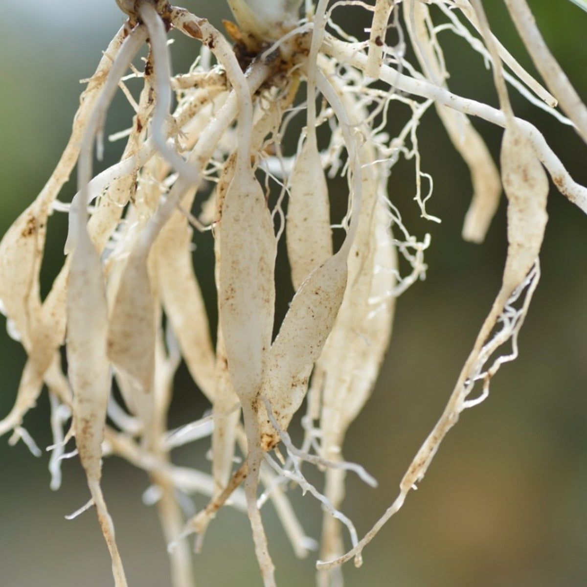 Explanation For Thick Spider Plant Roots | Gardening Know How