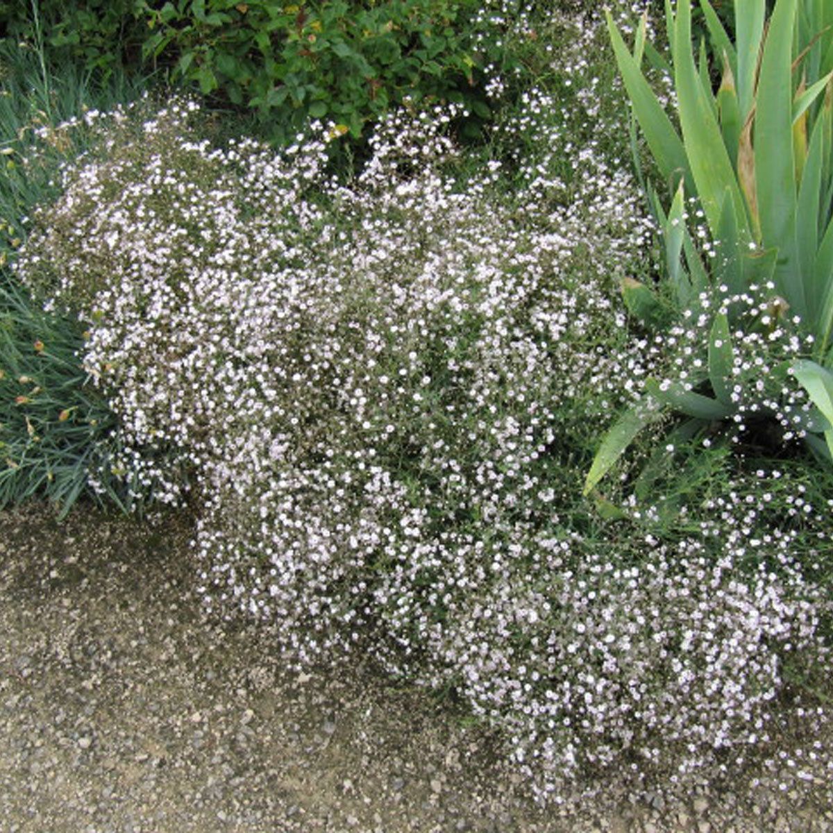 Why Is My Gypsophila Dying: Diagnosing Common Baby's Breath Problems |  Gardening Know How