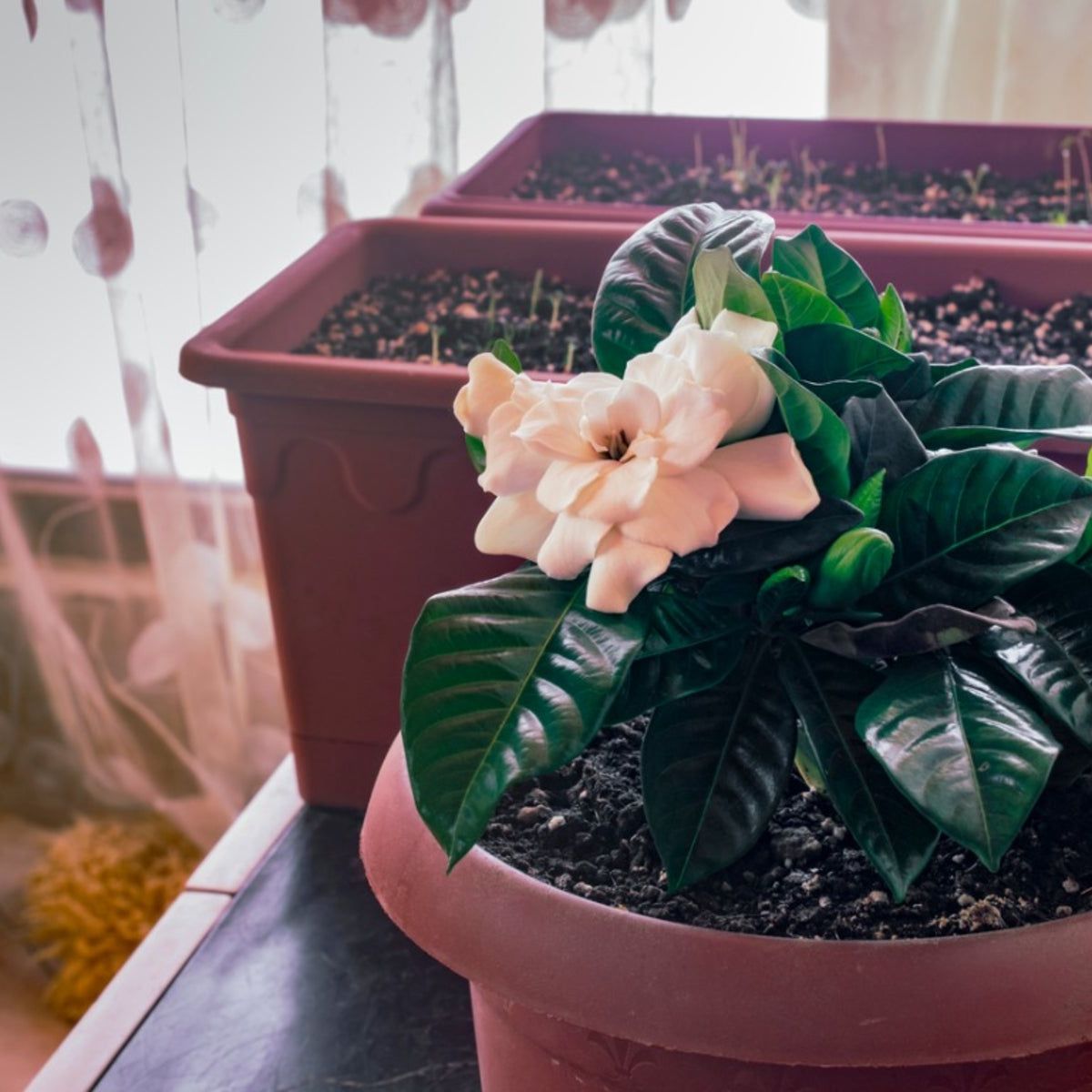 Gardenias In Winter: How To Winterize Gardenia Plants | Gardening Know How