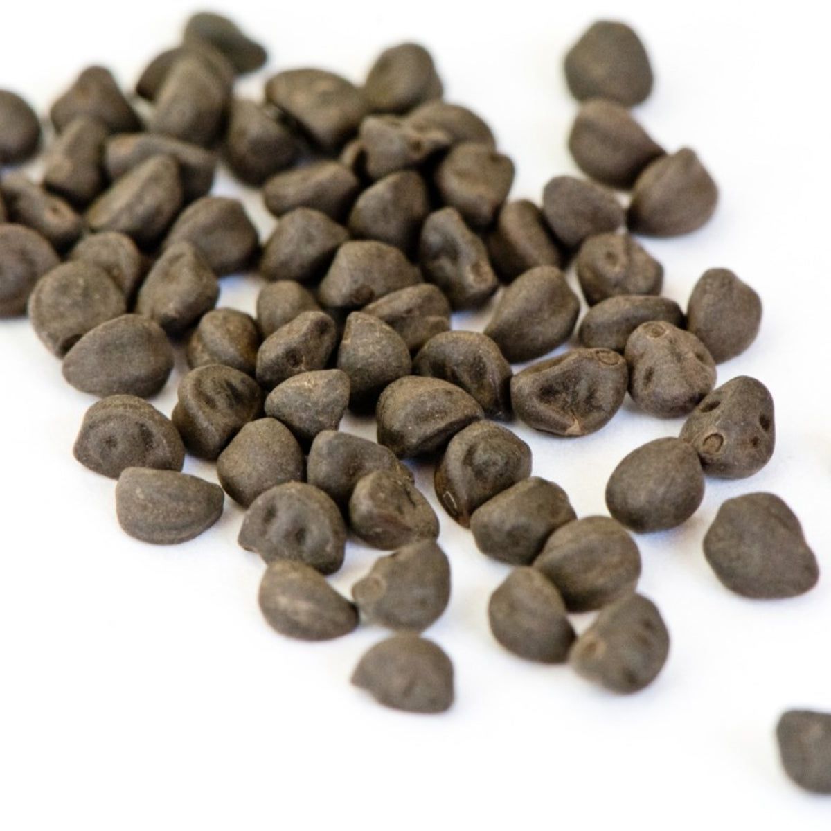 licorice plant seeds Chinese Licorice seeds