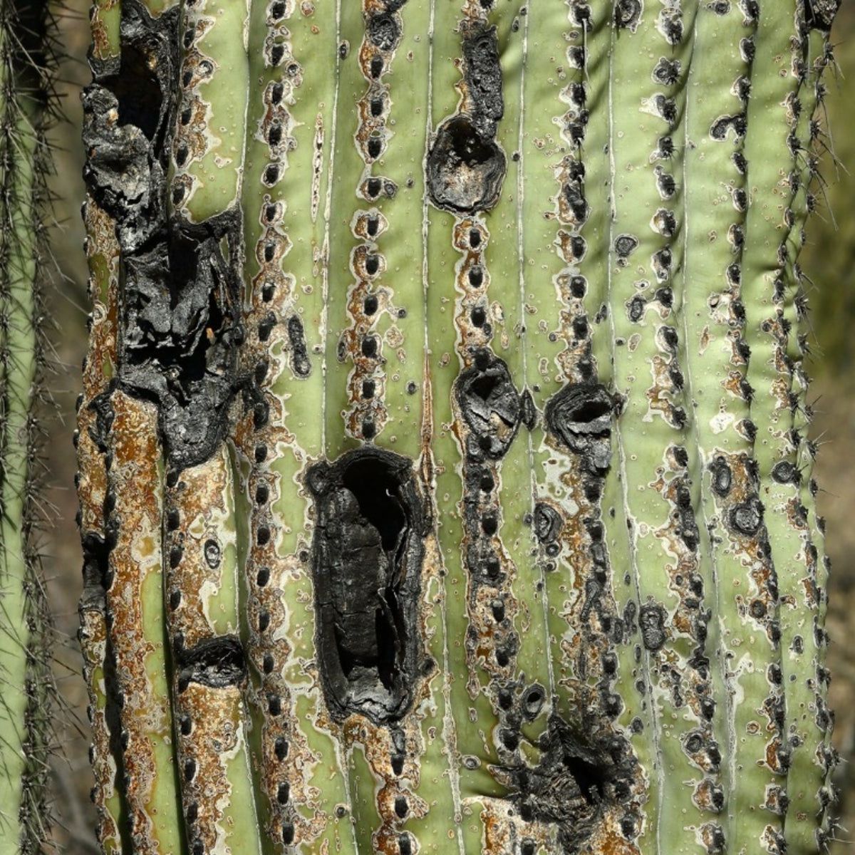 cactus mens Cactus Men Collection main image 1