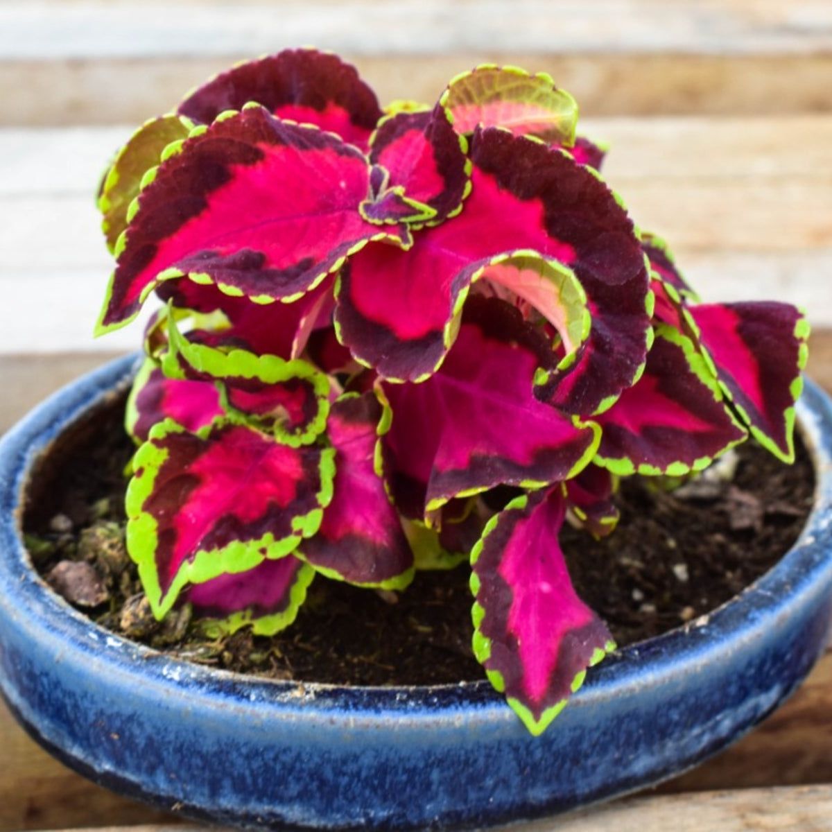 buy chinese money plant Pilea Peperomioides 'Chinese Money' | Indoor Plant | Tropical Plant |  Potted Plant