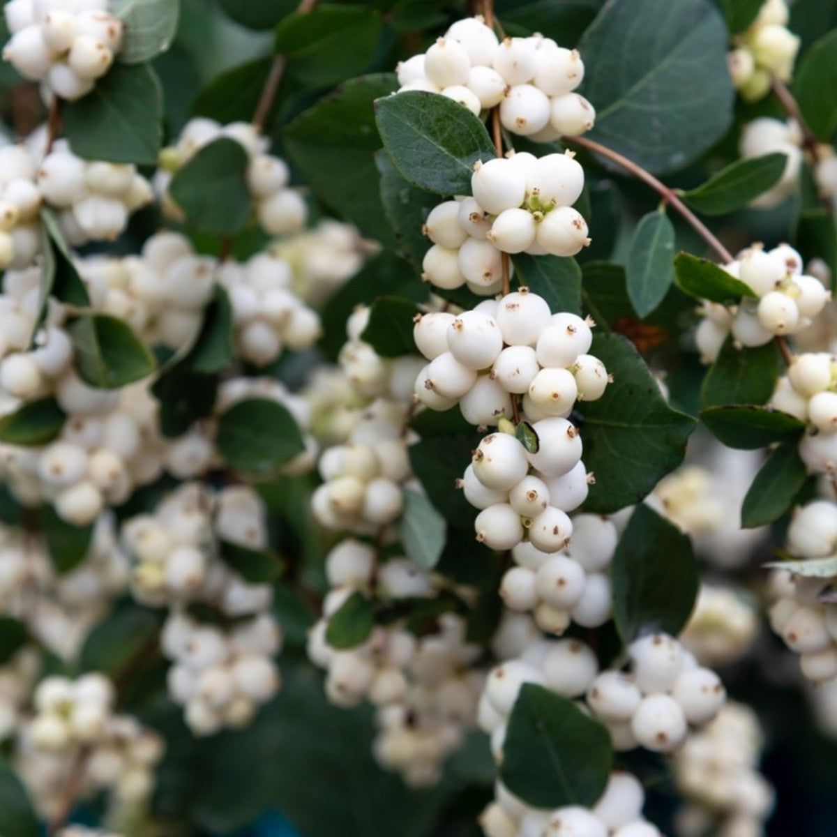 5 Bushes And Trees With White Berries - Plants With White Berries |  Gardening Know How