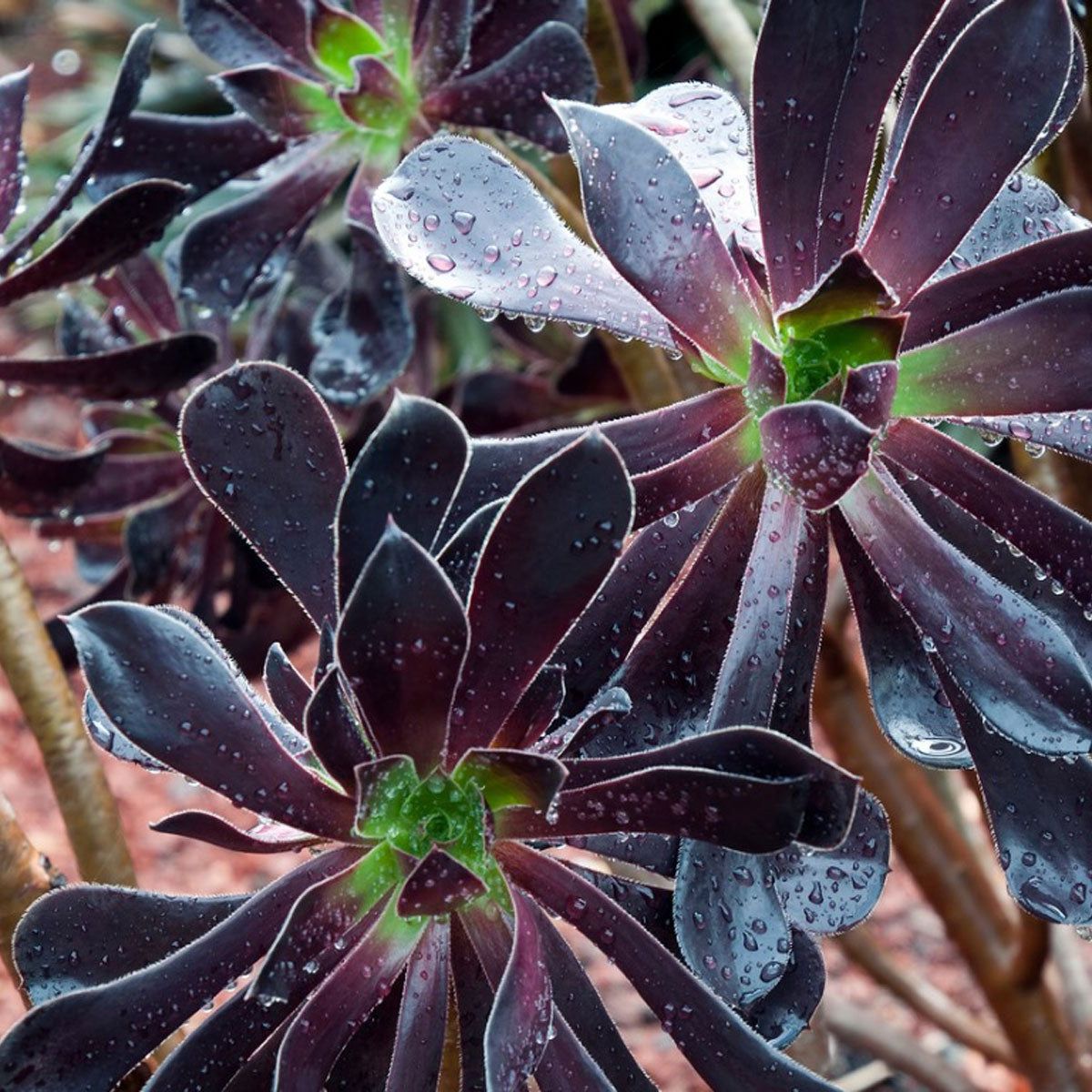 Black Succulent Varieties: How To Grow Black Leaf Succulent Plants |  Gardening Know How