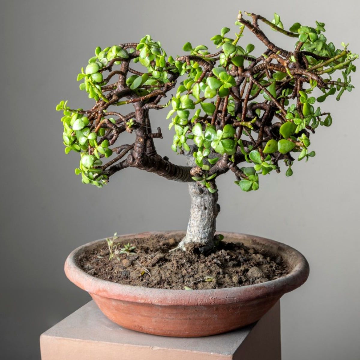 growing wildflowers from seed Burst of Bloom Wildflowers main image 1