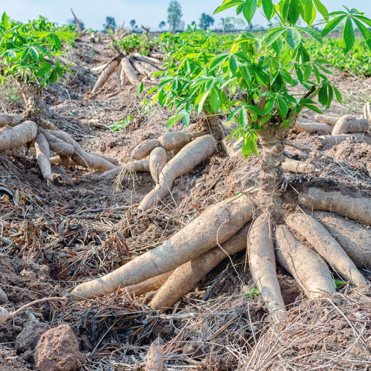 Cassava Roots: Tips For Growing Cassava Yuca Plants | Gardening Know How