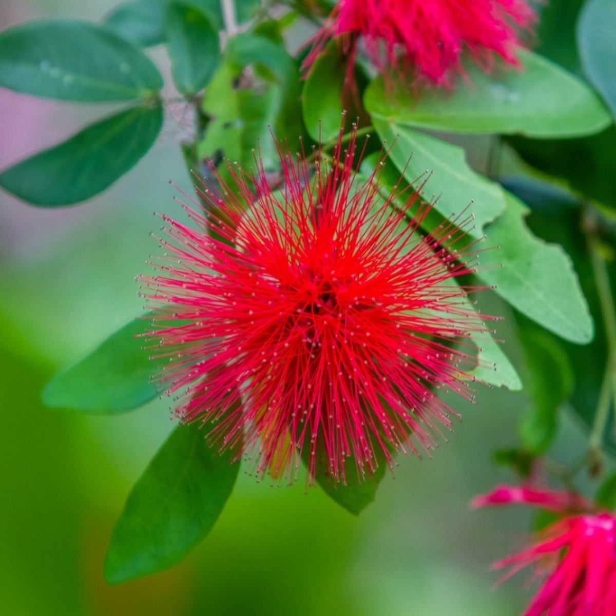 Fairy Duster Plant: How To Grow A Calliandra Fairy Duster Shrub | Gardening  Know How