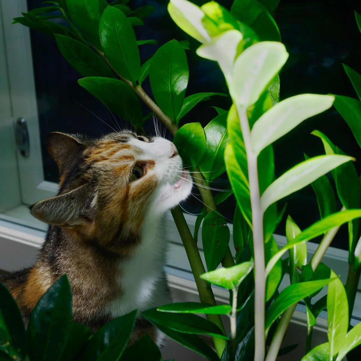 Safeguarding Plants From Cats - How To Keep Cats Out Of Houseplants |  Gardening Know How