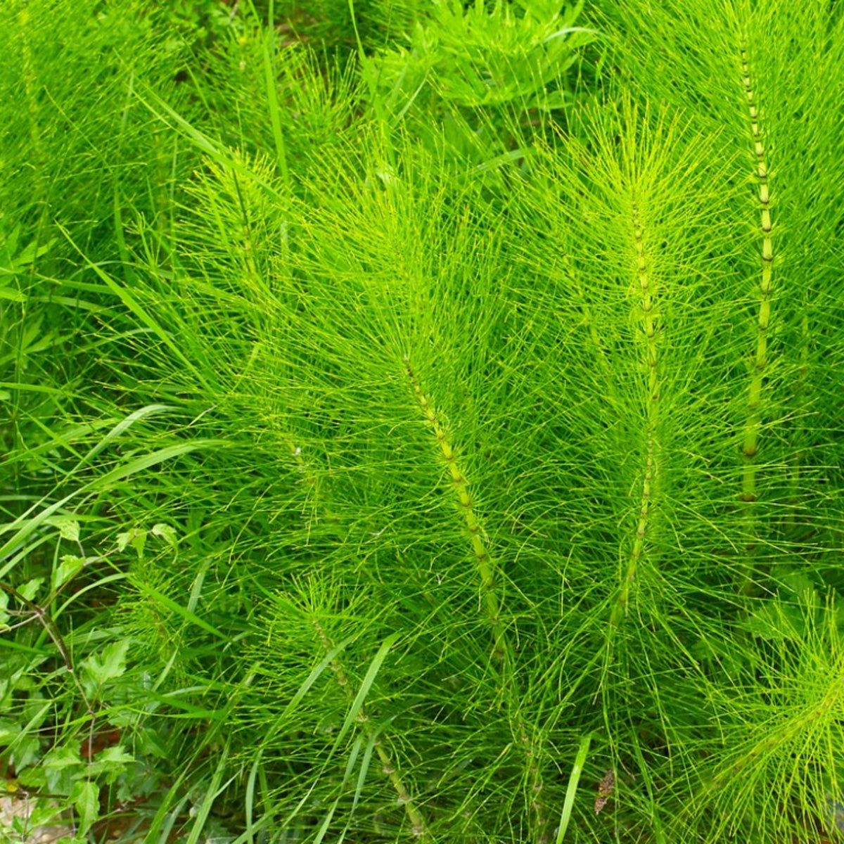 Horsetail Herb Uses - Information On Caring For Horsetail Plants |  Gardening Know How