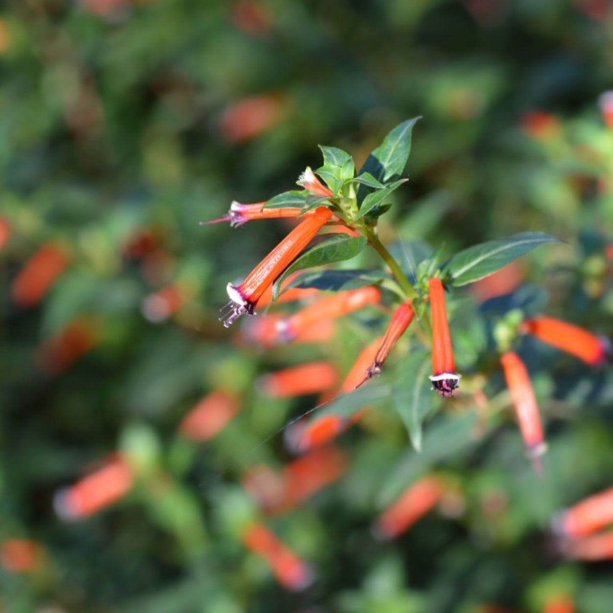 Information Cigar Plant Care - How To Grow A Cigar Plant Flower