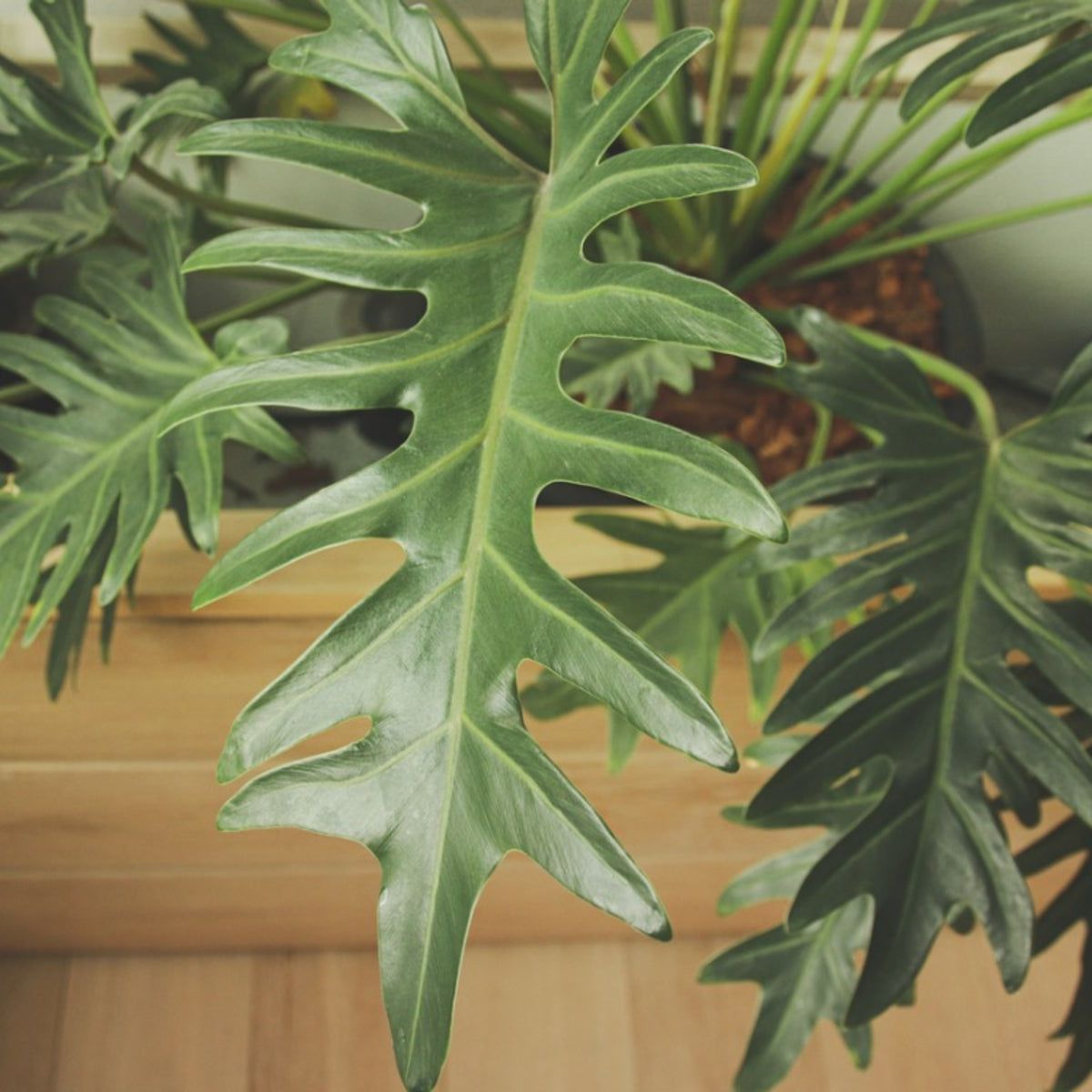 Transplanting Tree Philodendron: Tips On Repotting Tree Philodendron Plants