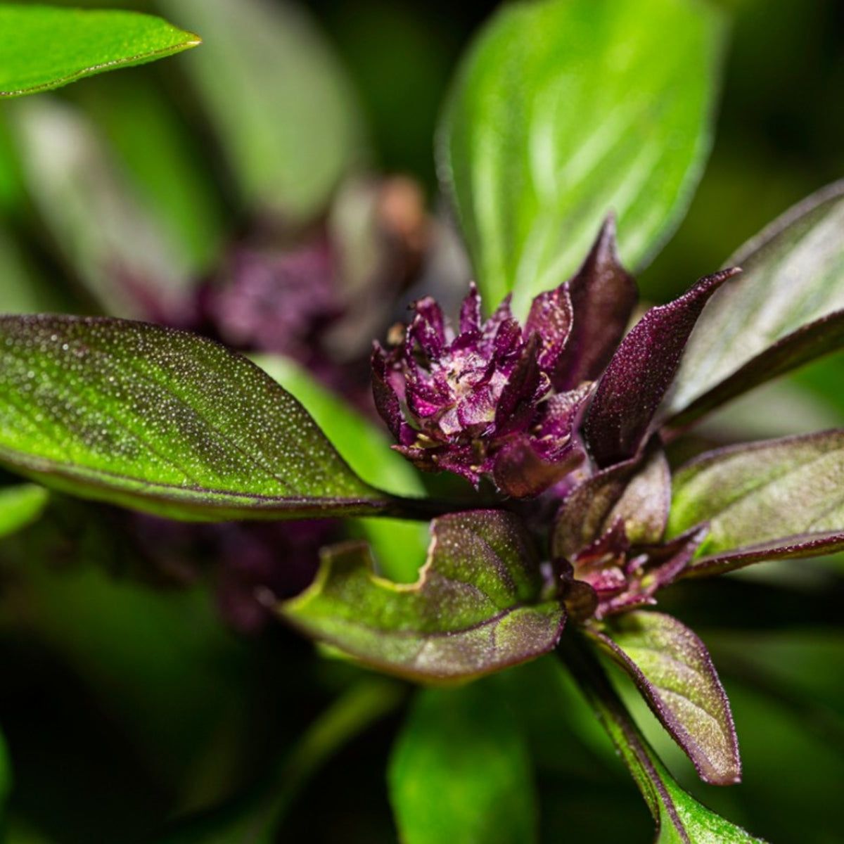Thai Basil Uses - Learn How To Plant Thai Basil | Gardening Know How