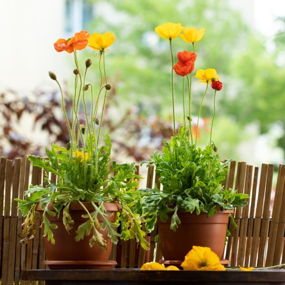 Best Container Plants For California And Nevada | Gardening Know How