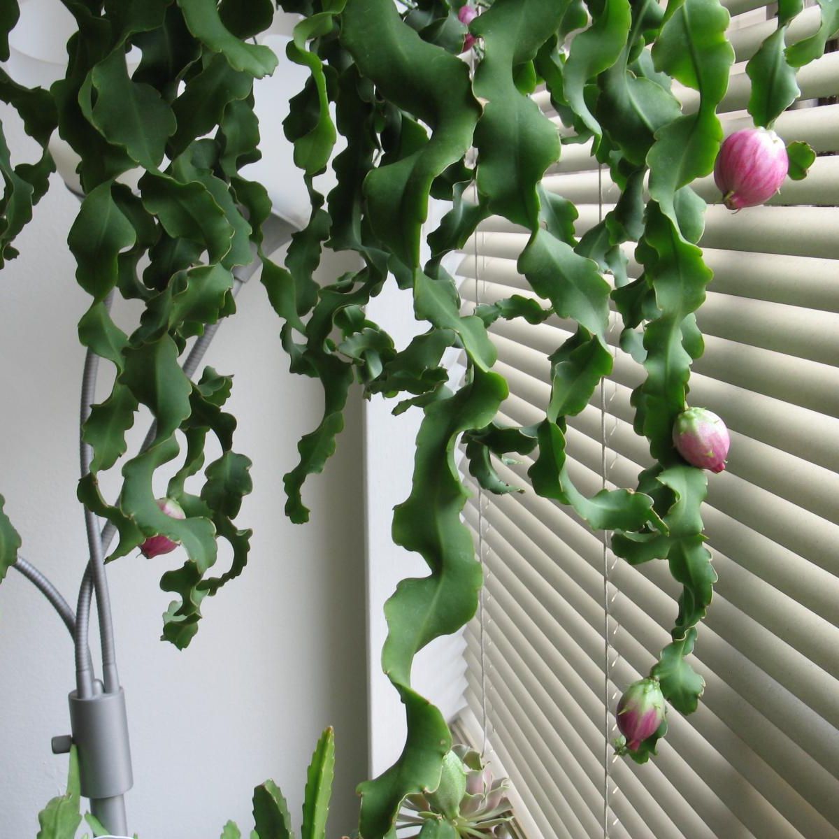 Curly Locks Orchid Cactus Care: Learn About Epiphyllum Curly Locks Plant |  Gardening Know How