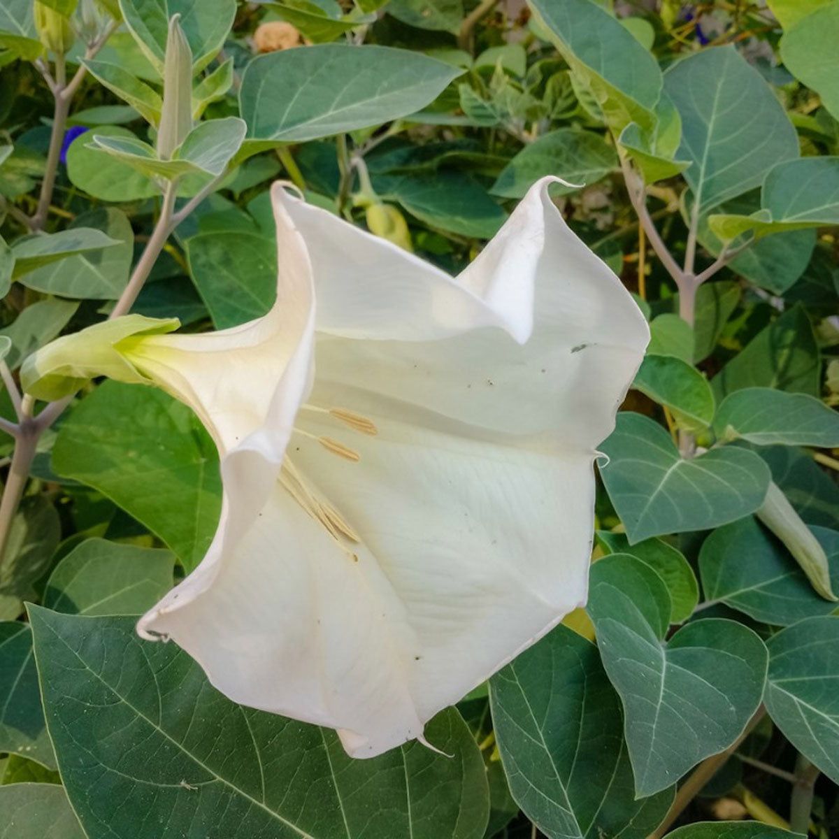 Datura Plant Growing: Information About Datura Trumpet Flower Care