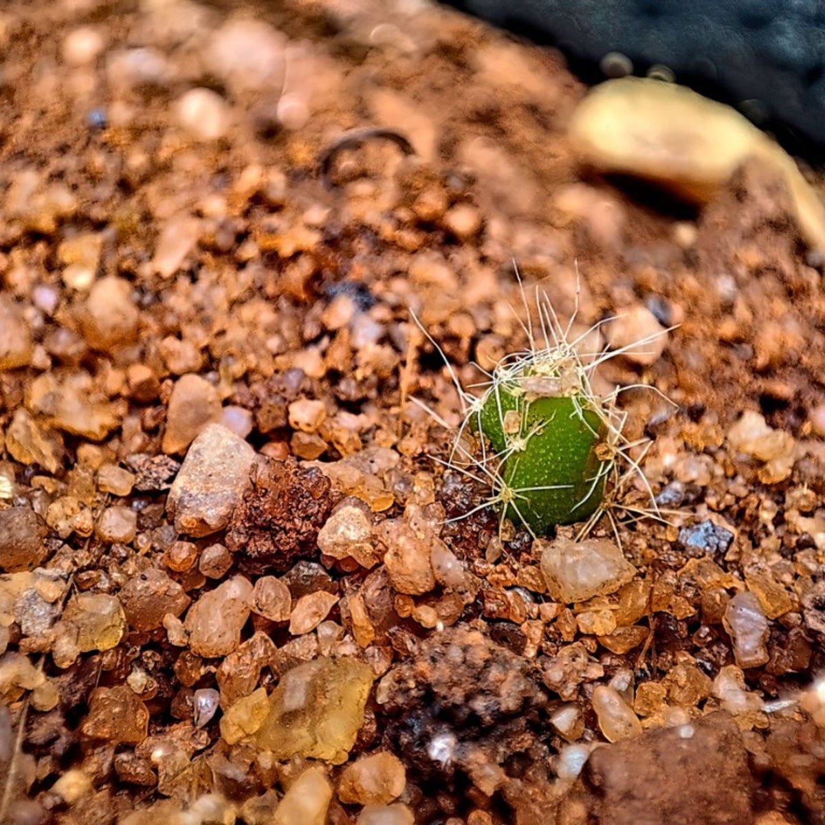 Cactus Seed Germination: Learn How And When To Plant Cactus Seeds |  Gardening Know How