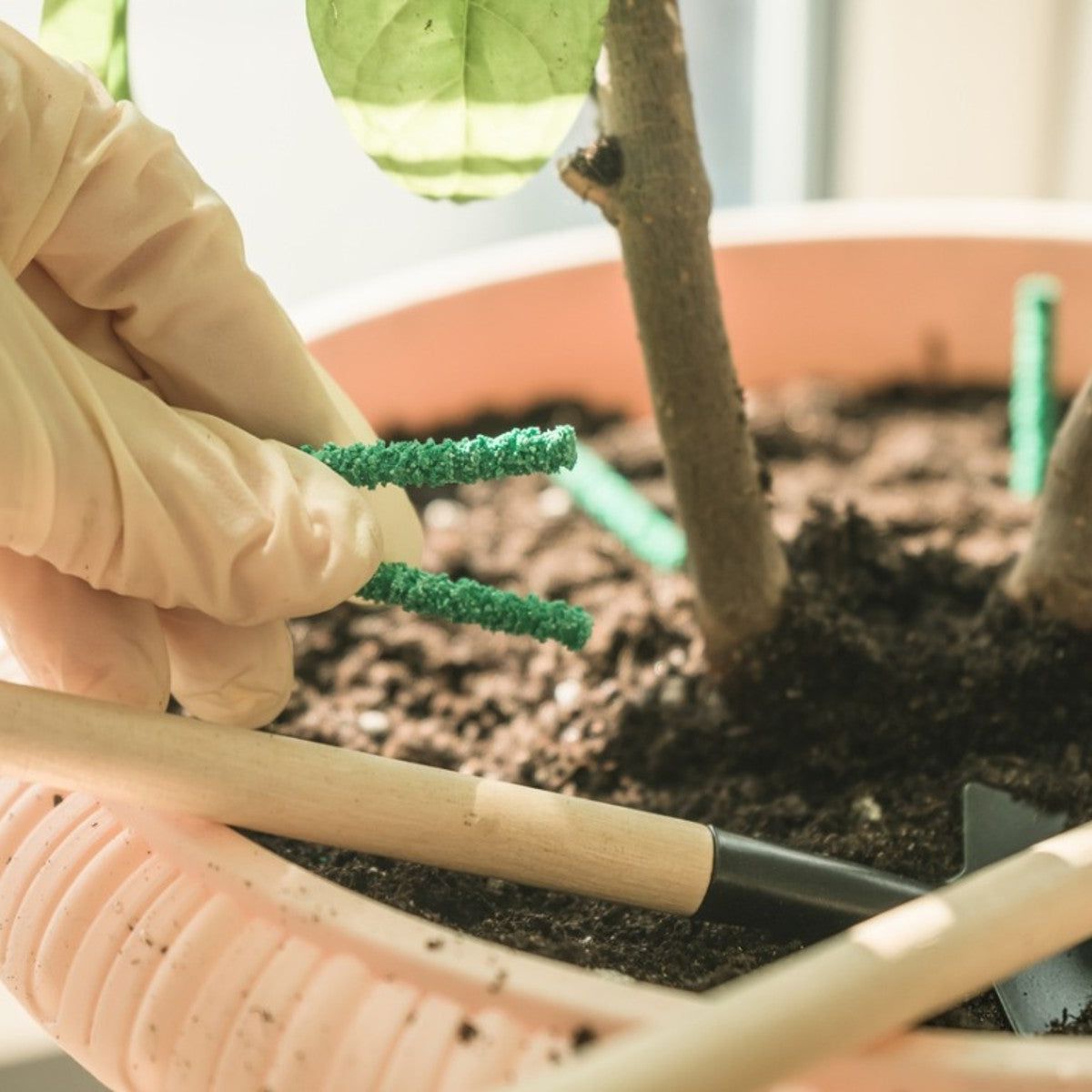 Pros And Cons Of Fertilizer Spikes For Outdoor Potted Plants | Gardening  Know How