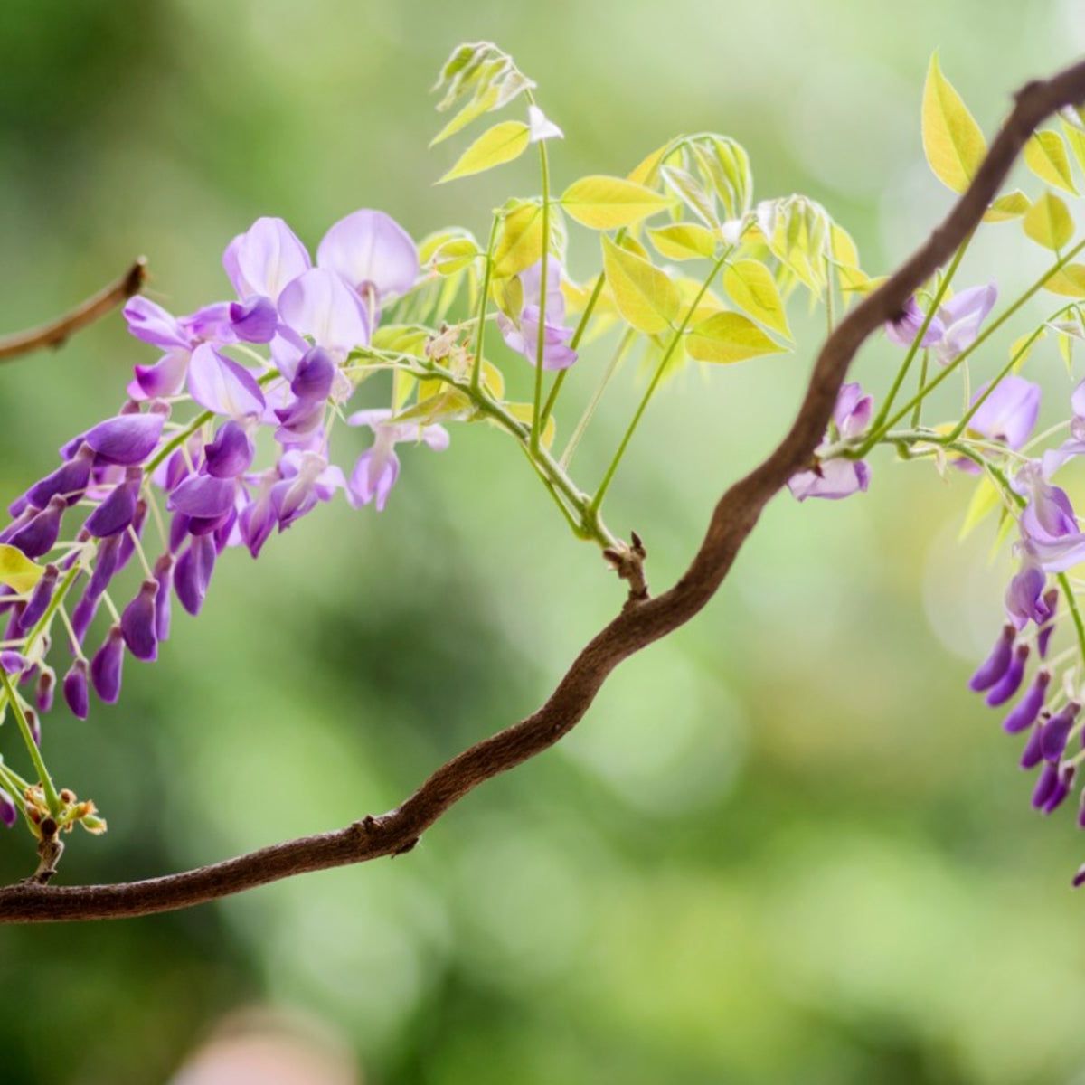 wisteria blütenknospen Wisteria floribunda main image 0