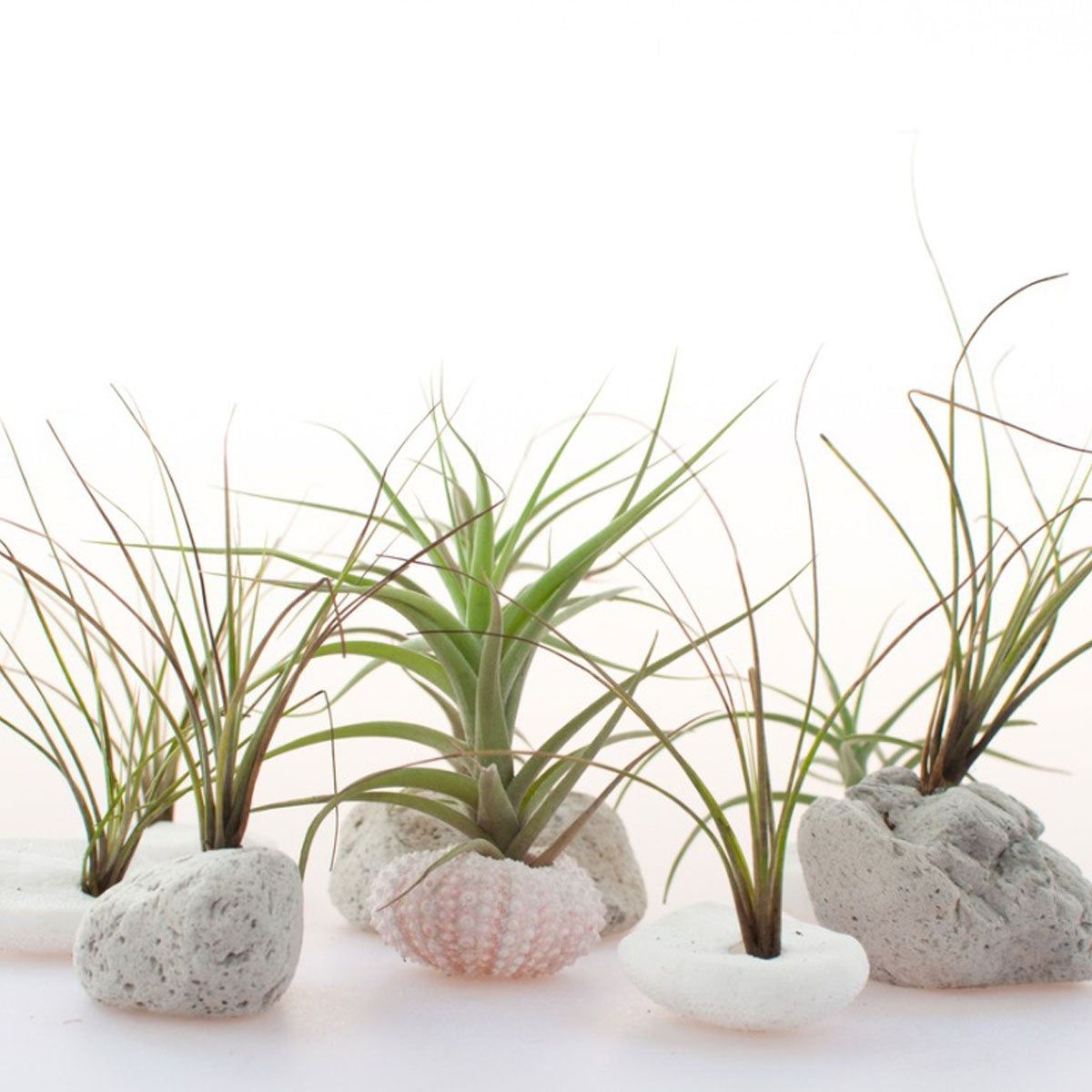 air plants holder 