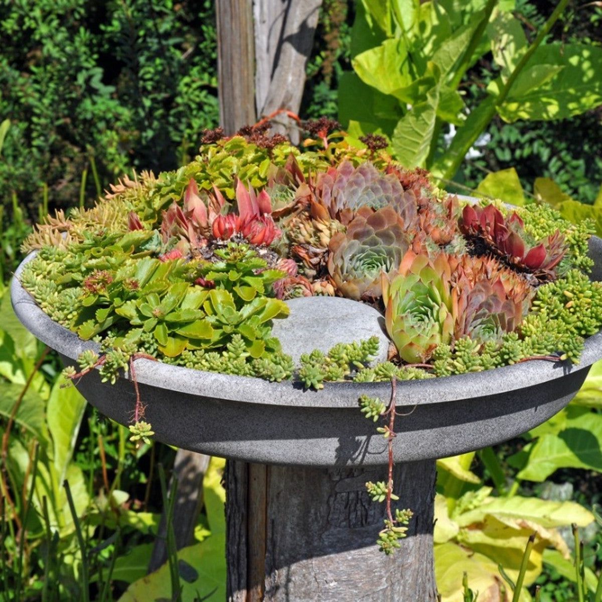 Succulent Birdbath Planter