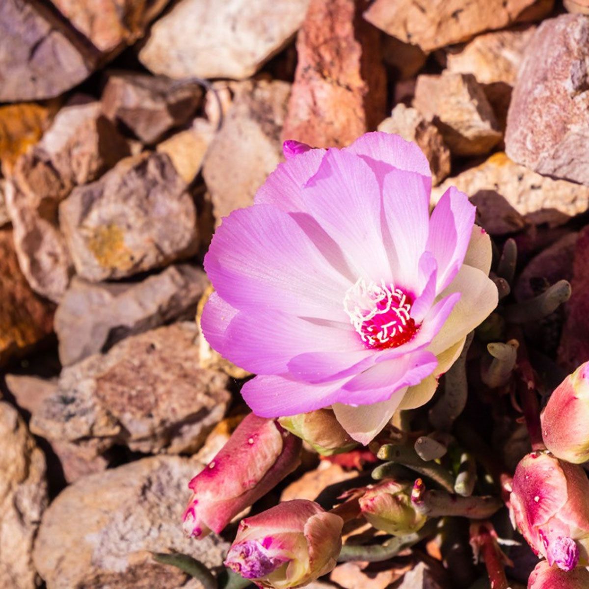 Lewisia Plant Info - How To Grow Lewisia Bitterroot Plants | Gardening Know  How