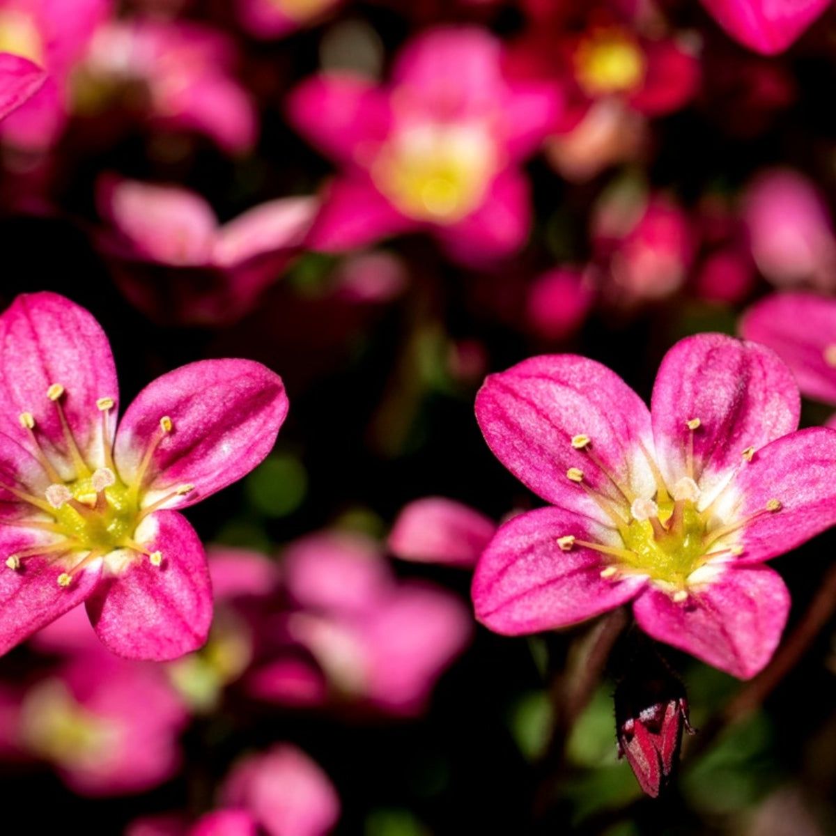 Rockfoil Saxifraga Information: How To Grow Rockfoil Plants | Gardening  Know How