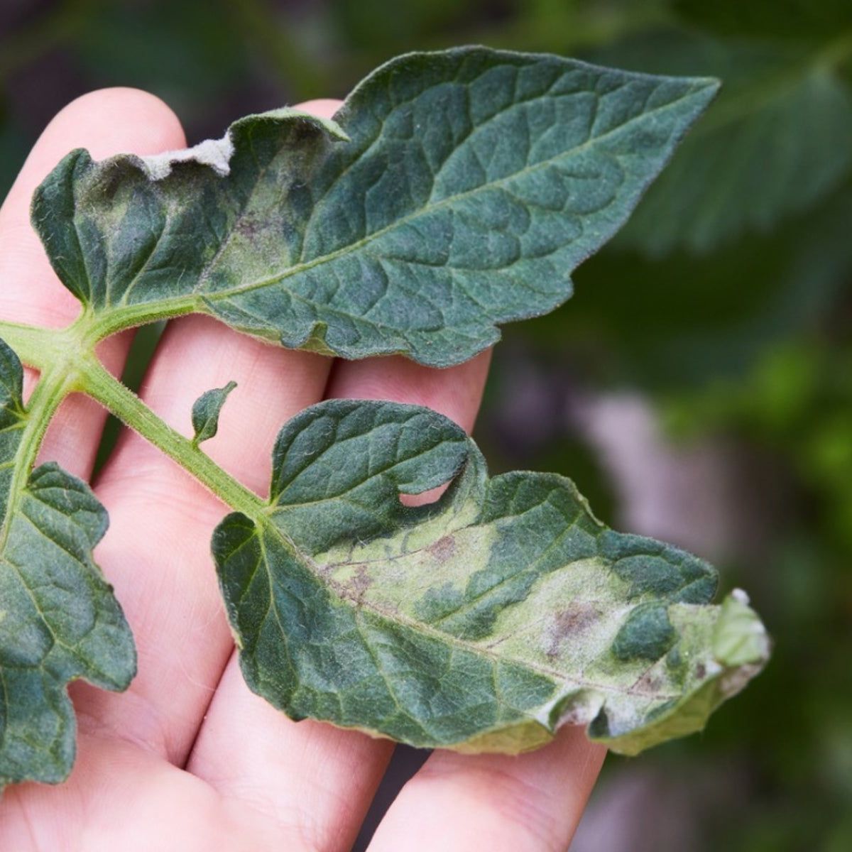 bamboe fargesia Bamboe Fargesia nitida 'Gansu' Bamboeplanten als haag