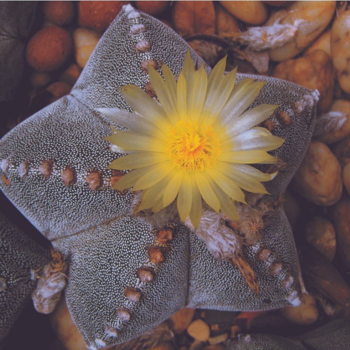Astrophytum Cactus Care - Tips On Growing Star Cactus Plants | Gardening  Know How