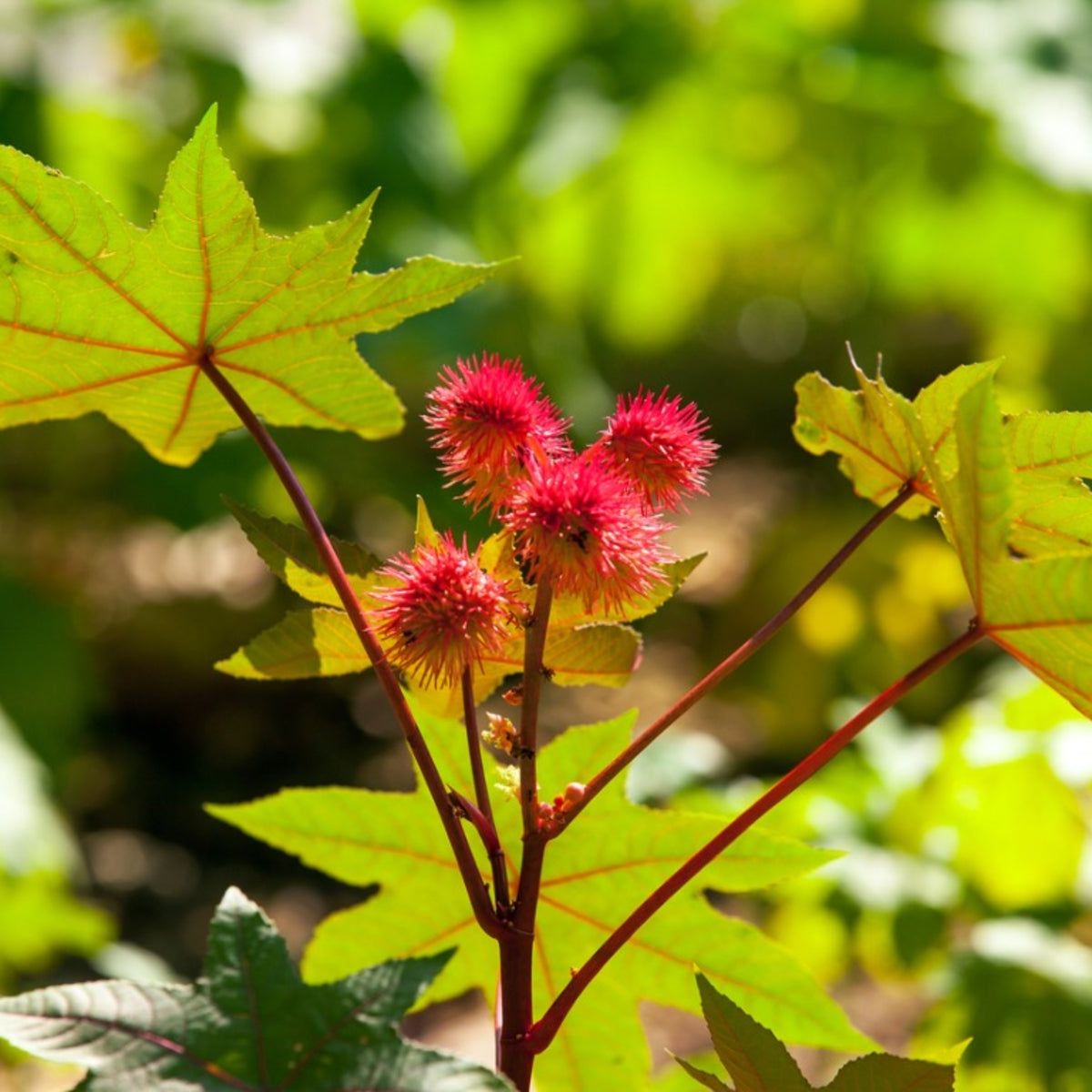 Castor Bean Plants: Information For Growing Castor Beans Safely | Gardening  Know How