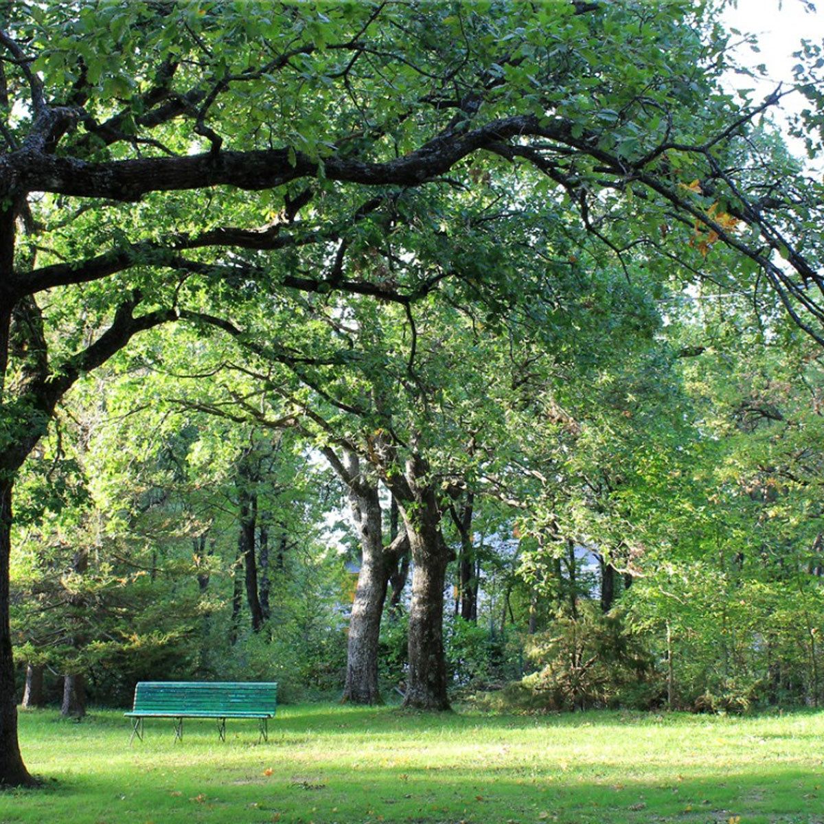Ohio Valley Shade Trees: Shade Trees For Central U.S. Landscapes