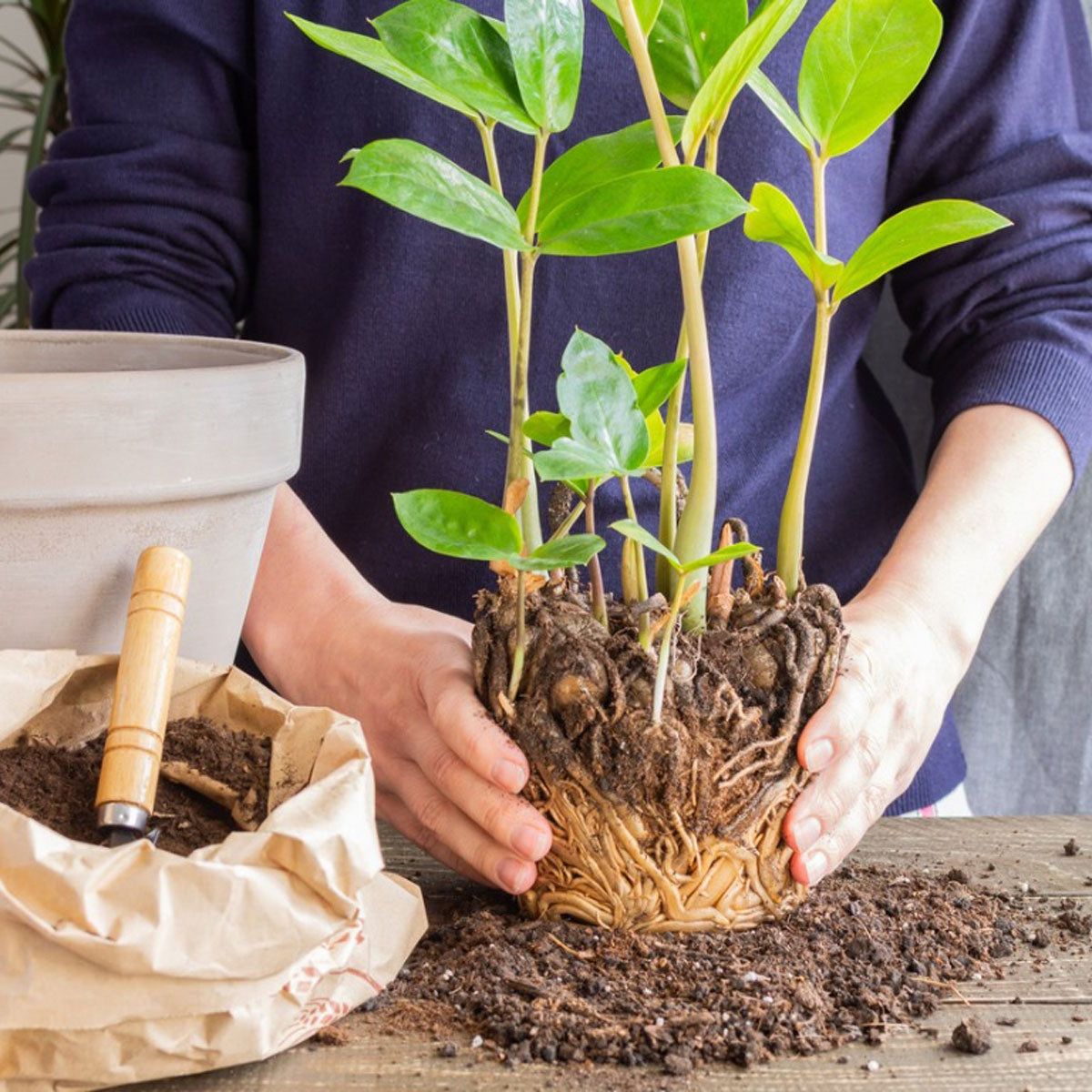 Houseplant Repotting - Tips For Repotting Houseplants | Gardening Know How