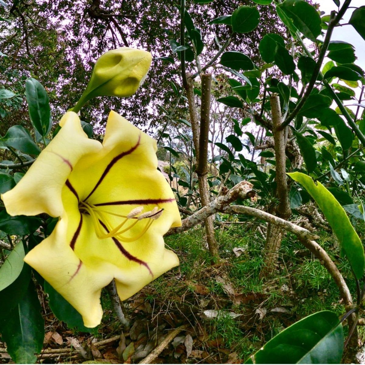 Chalice Vine Care - Information On Golden Chalice Vine Growing