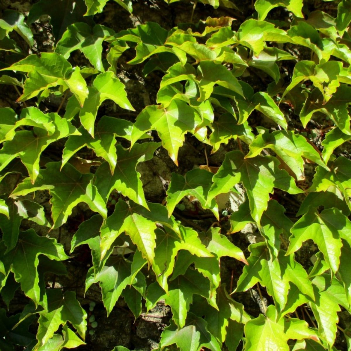 Boston Ivy Plants - How To Care For A Boston Ivy Plant | Gardening Know How