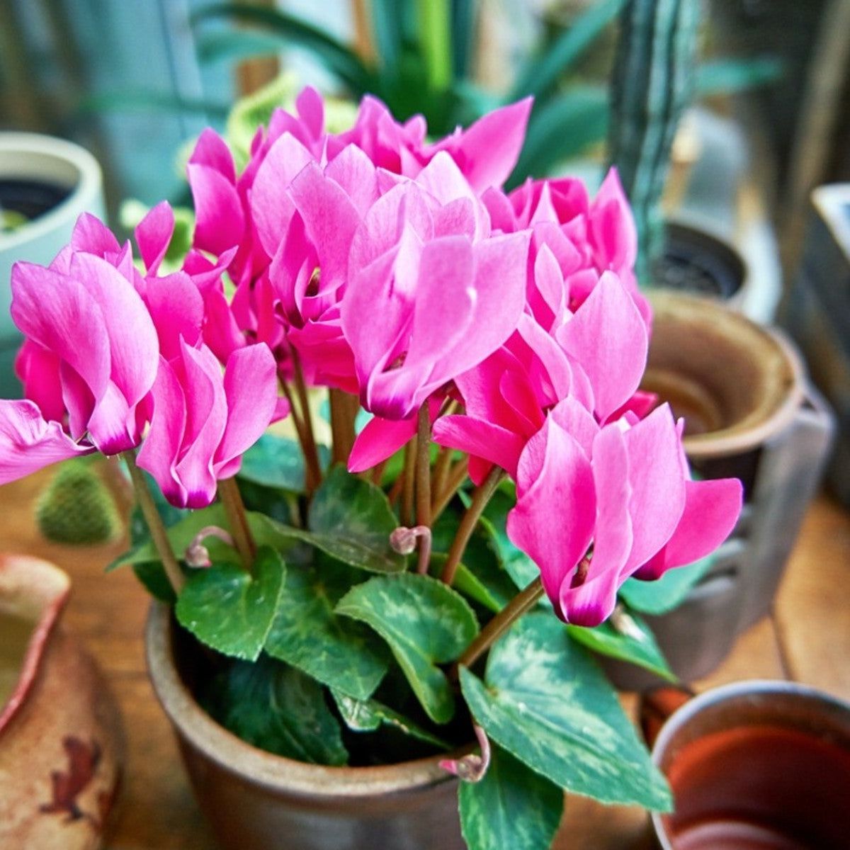 Top 10 Flowering Houseplants - Best Houseplants For Bright Blooms |  Gardening Know How