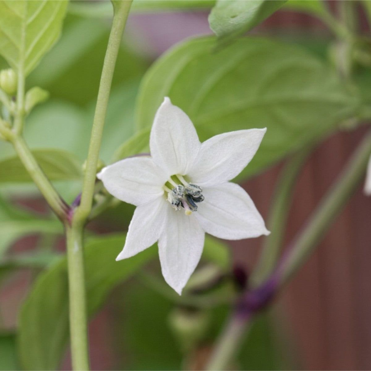 Why A Pepper Drops The Flower Bud | Gardening Know How
