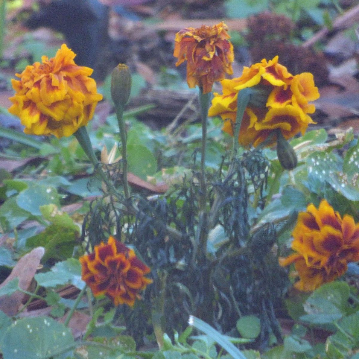 Temperature Stress In Plants - How Does Temperature Affect Plant Growth? |  Gardening Know How