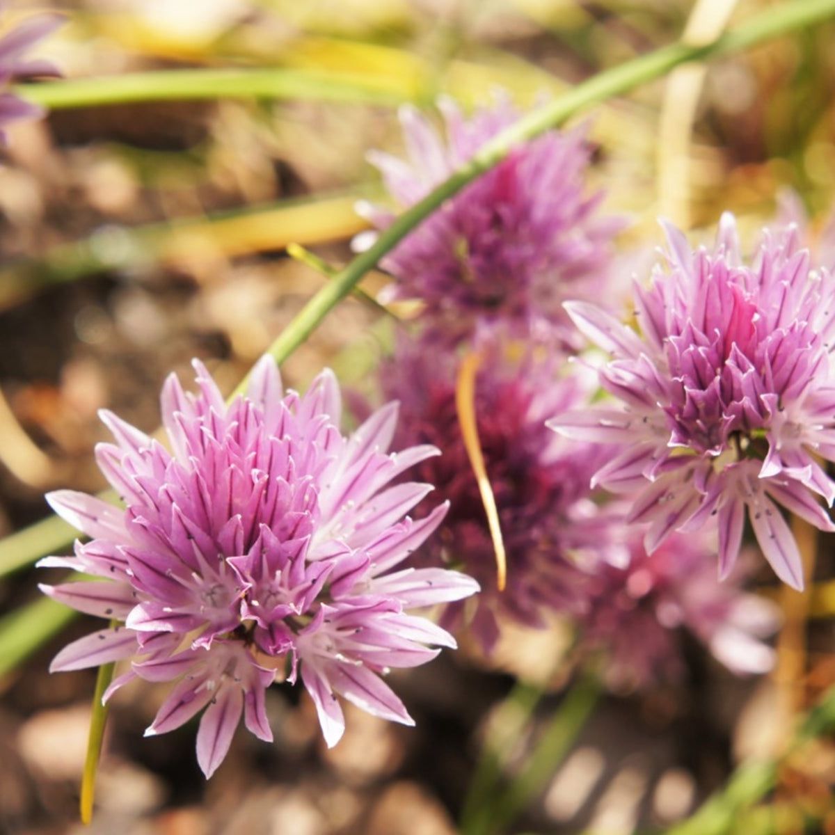What Is A Chive Flower